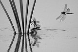  click - opens in new window 