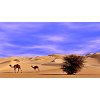 Cammelli nel deserto della zona di Temet